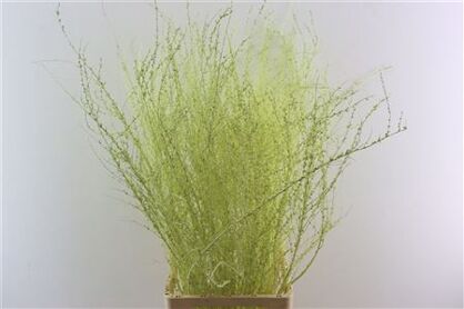 Spiraea Klbh Creme P Tak