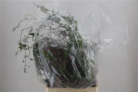 Jasmijn Ranken P Bunch