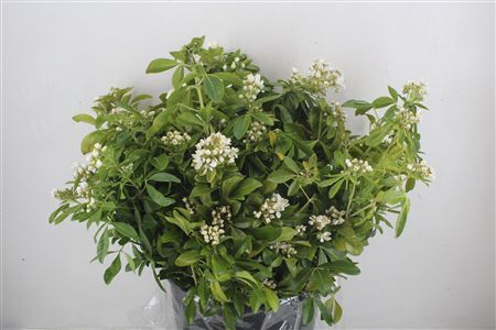 Chiosia Flower P Bunch