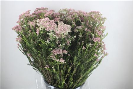 Rice Flower Pink P Bunch