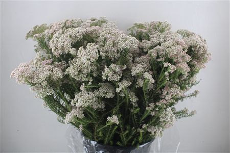 Rice Flower Wit P Bunch