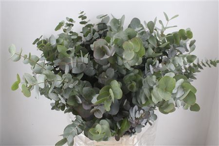 Euca Cinerea 300gr P Bunch