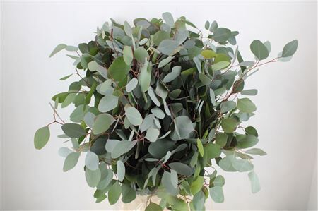 Euca Populus 300gr P Bunch