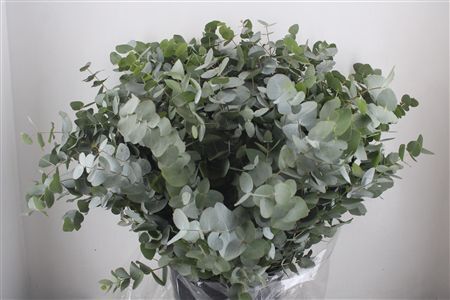 Euca Cinerea 400gr P Bunch