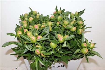 Paeo L Pink Hawaiian Coral