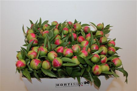 Paeo L Coral Charm Xl