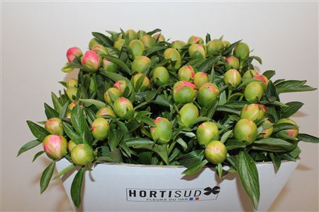 Paeo L Pink Hawaiian Coral