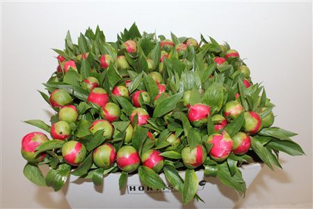 Paeo L Coral Ambre Xl