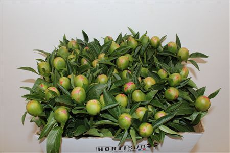 Paeo L Pink Hawaiian Coral