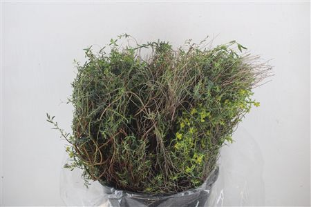 Euph Spinoza Medium 200gr P Bunch