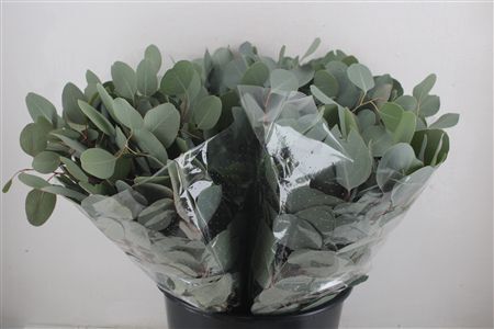 Euca Populus Short 150gr P Bunch