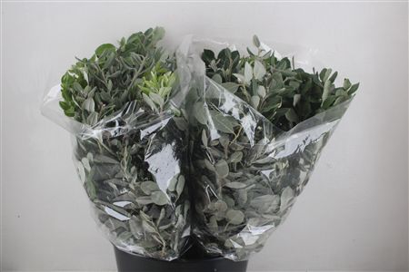 Pittosp Ralphi Leaves 200gr P Bunch