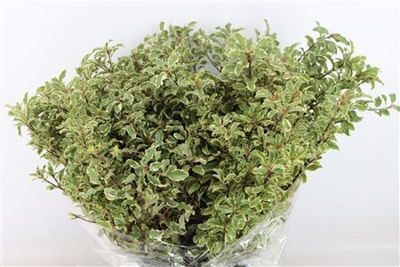 Pitto Nigra 150gr P Bunch