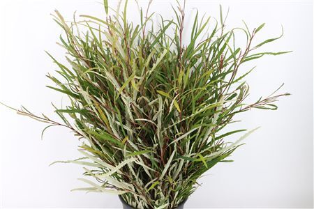 Grevillea Naturel 250gr P Bunch