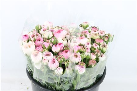 Ran Amandine New Cappucino