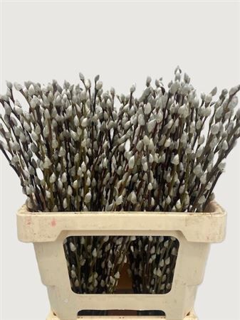 Salix Wilgenkatjes 60cm P Stem
