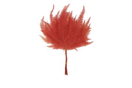 Pres Bracken Fern Pink 10pcs Bunch