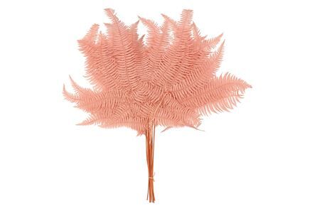 Pres Bracken Fern Light Pink 10pcs Bunch