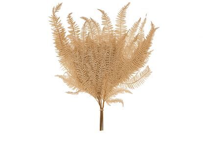 Pres Bracken Fern Light Brown 10pcs Bunch