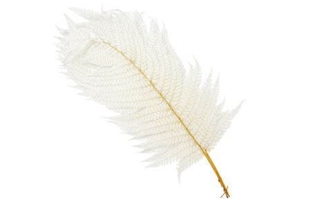 Pres Leather Fern Bleached 10pcs Bunch