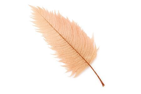 Pres Leather Fern Light Pink10pcs Bunch