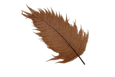 Pres Leather Fern Brown 10pcs Bunch