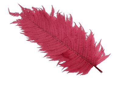 Pres Leather Fern Cerise 10pcs Bunch