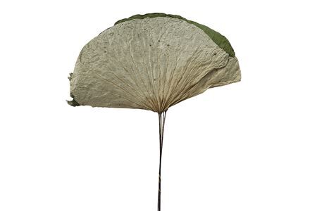 Dried Lotus Leaf On Stem 5pcs Bunch