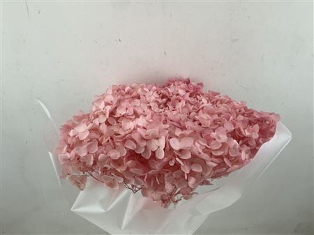 Pres Hydrangea Pink 25-30cm Bunch