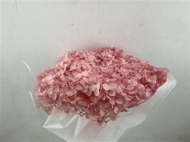 Pres Hydrangea Pink 25-30cm Bunch