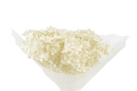 Pres Hydrangea Bleached 25-30cm Bunch