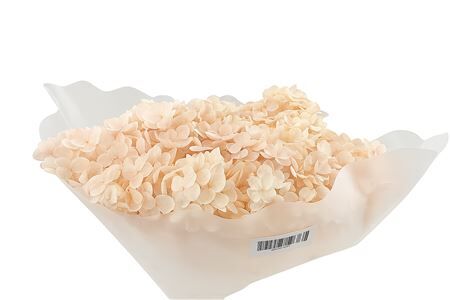 Pres Hydrangea Light Pink 25-30cm Bunch