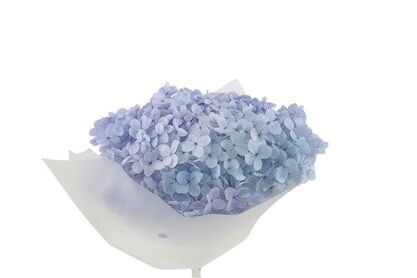 Pres Hydrangea Light Blue 25-30cm Bunch