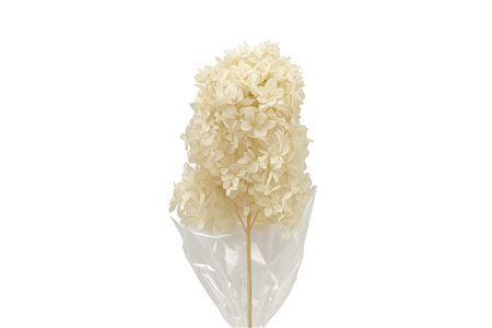 Pres Hydrangea Pani Bleached 20cm Bunch