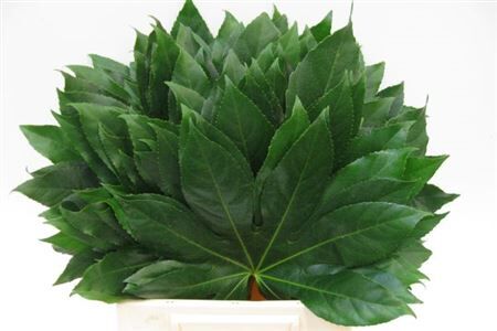 Aralia I