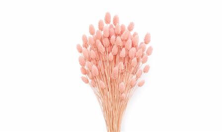 Dried Phalaris Light Pink 150gr Bunch