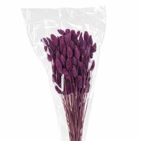 Dried Phalaris Lila Bunch