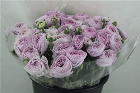 Ran Cloni Sup Nebbia