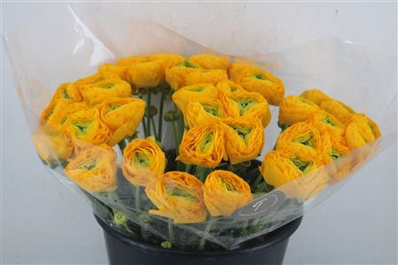 Ran Cloni Sup Solaris