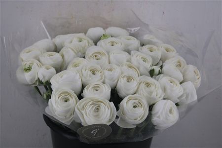 Ran Cloni Sup Wit Cover