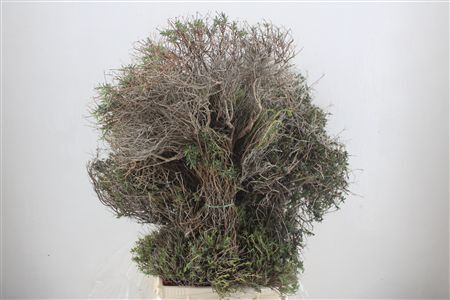 Euph Spinoza Long 500gr P Bunch