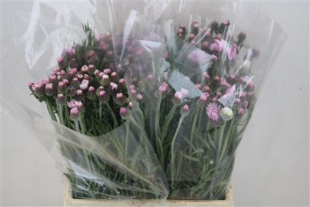 Centaure Blue Carpet Pink