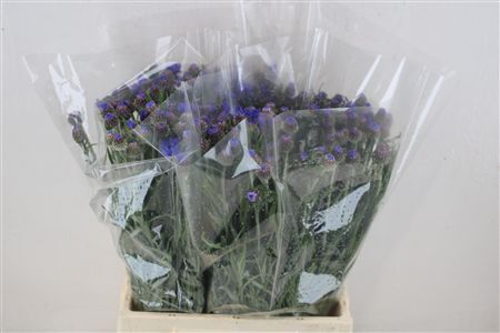 Centaure Blue Carpet Blau