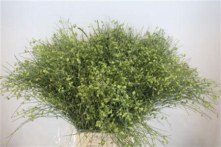 Ginster Berry Green P Bunch