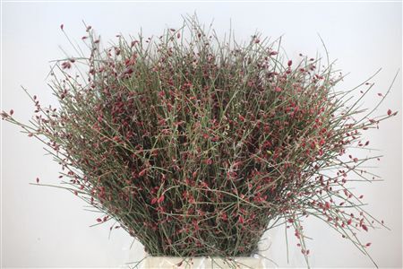 Ginster Berry Red P Bunch
