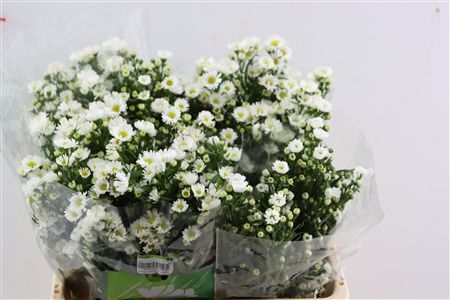 Aster Monte Casino Imp