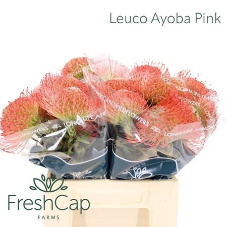 Leuco Ayoba Pink