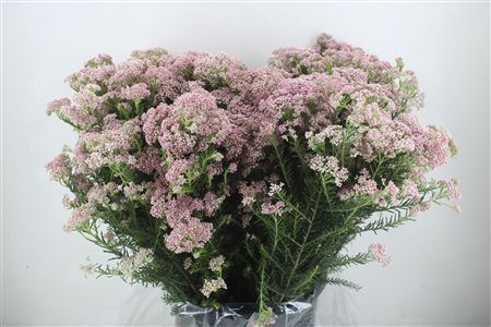 Rice Flower Pink P Bunch