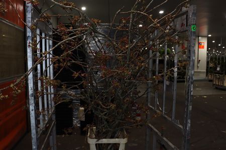 Prunus Serrulata 200cm P Stem