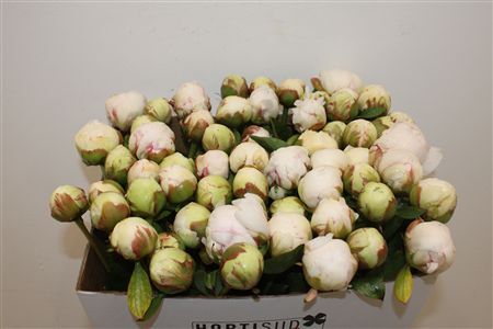 Paeo L Bowl Of Cream